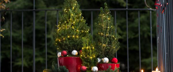 IMMERGRüNE OUTDOORSTARS