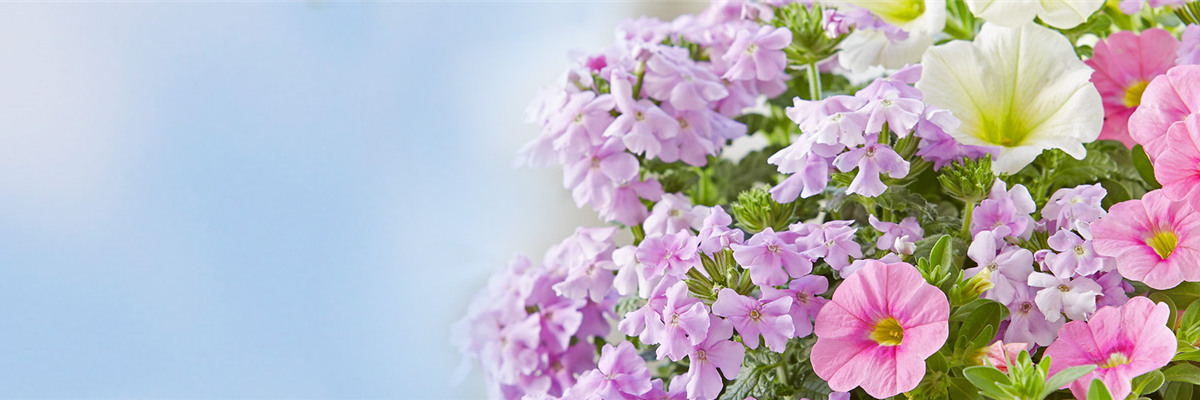 _Headgrafik_S_Beet_Balkon_1920x500px