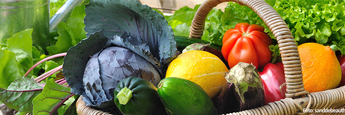 Gemüse und Selbstversorgung