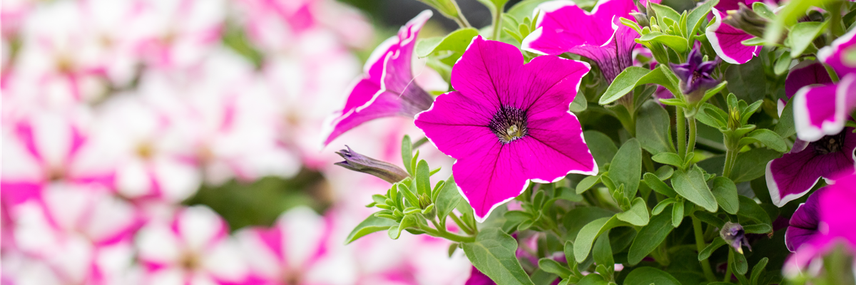 Petunia 'Surprise Magenta Halo'
