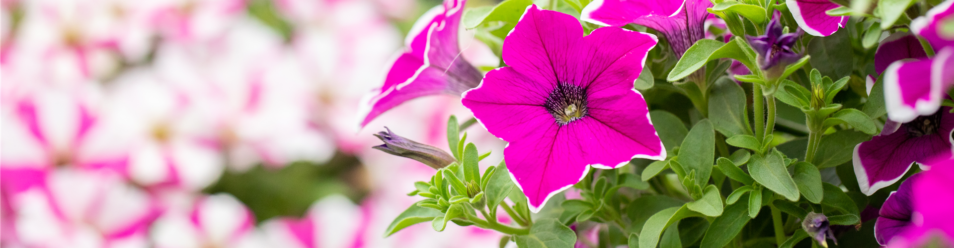 Petunia 'Surprise Magenta Halo'