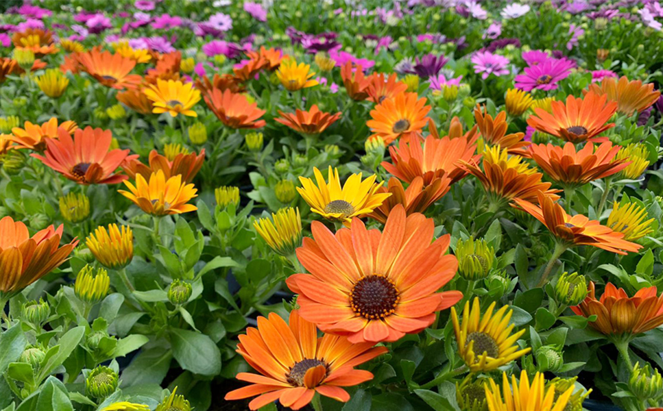 Sommerboten - ZEIT FÜR DEN Sommer!