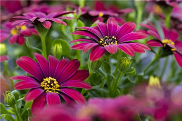 Beet- & Balkonpflanzen