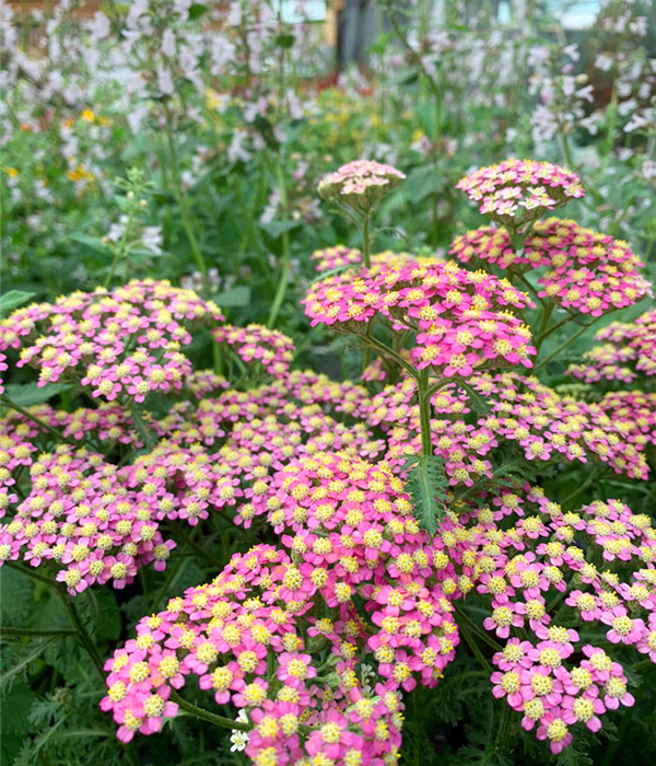 Insektenfreundliche-Stauden-09.jpg
