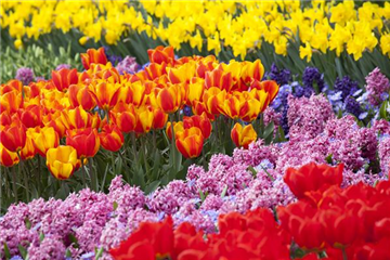 Blumenzwiebeln