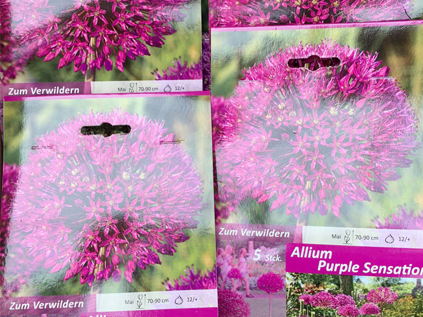 Galerie-Aussaat-Zwiebeln-bienenfreundlich-Allium-Purple-Sensation.jpg