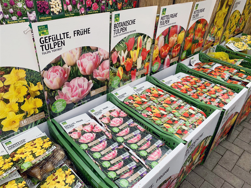 Galerie-Saat-Zwiebeln-gefuellte-botanische-Tulpen.jpg