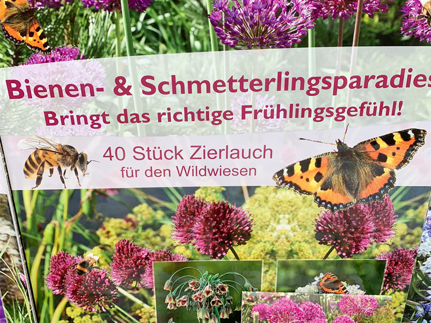 Galerie-Saat-Zwiebeln-insektenfreundlich-Zierlauch.jpg