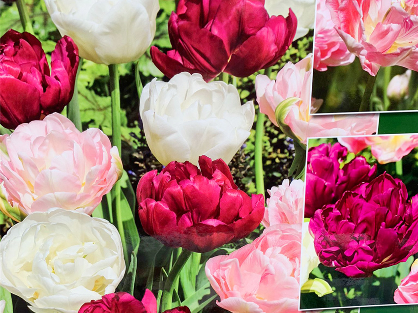 Galerie-Saat-Zwiebeln-Tulpen-paeonienbluetige-Tulpen.jpg