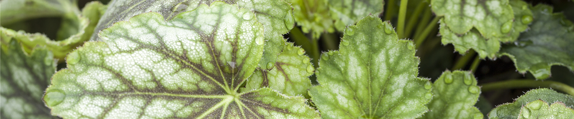 Heuchera