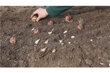 AUS DER KNOLLE KOMMT DAS TOLLE!