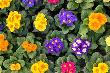 Schönes für Beet & Balkon