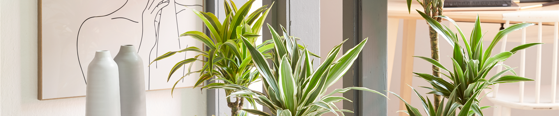 GRÜNES UPDATE FÜR DEIN HOMEOFFICE!