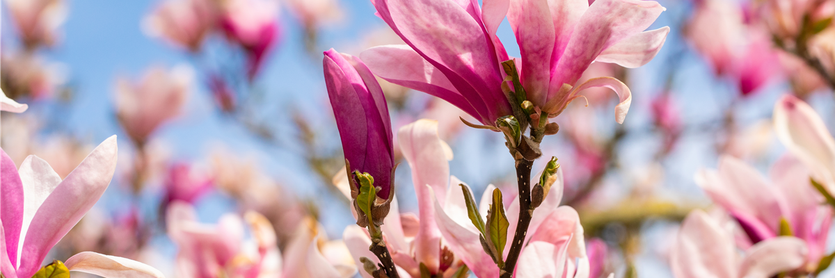 Magnolia liliiflora 'Betty'