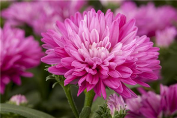 ASTERN - DIE STARS IM GARTEN