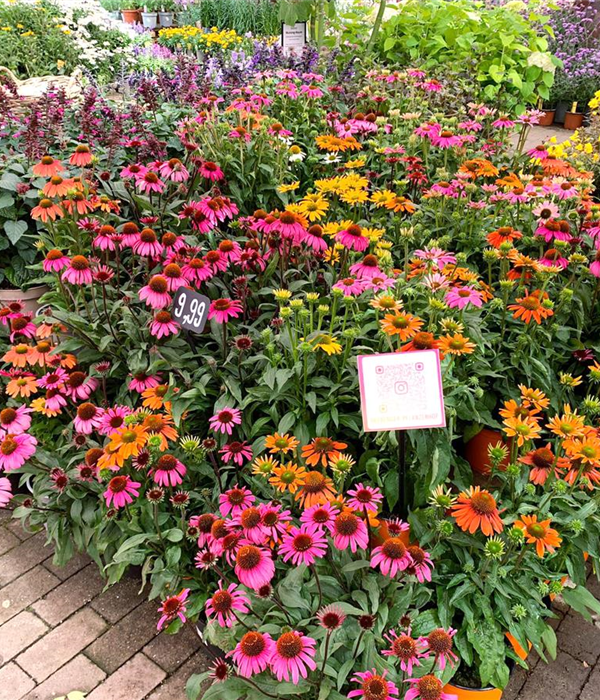 Großstauden-Echinacea-Bienenfreundlich-Dormagen-Koeln.jpg