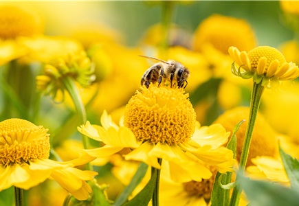 Bienenfreundliche Pflanzen Bienenfreundliche Pflanzen