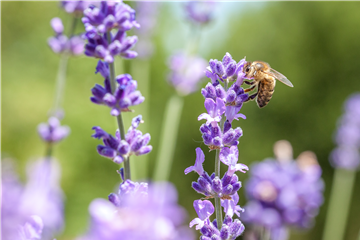 Bienenfreundliche Pflanzen
