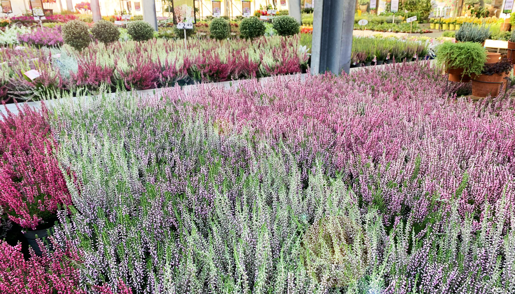 Herbstpflanzen-Koeln-Seeberg.jpg