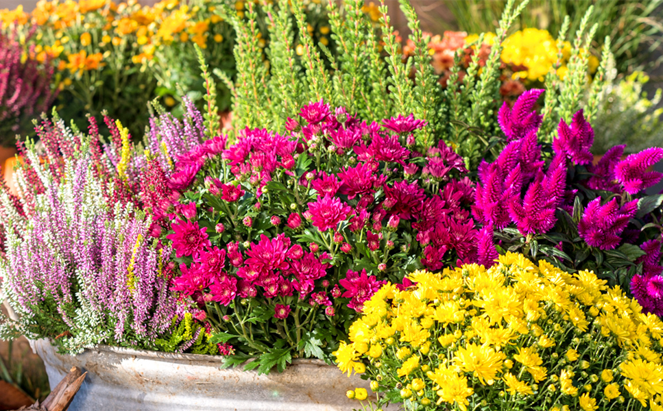 Beet- und Balkonblumen - Zeit für Spätsommer und Herbst!