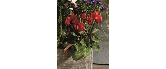 EIN KUNTERBUNTER HERBST!