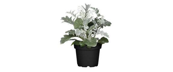 EIN KUNTERBUNTER HERBST!