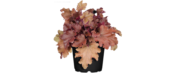 EIN KUNTERBUNTER HERBST!