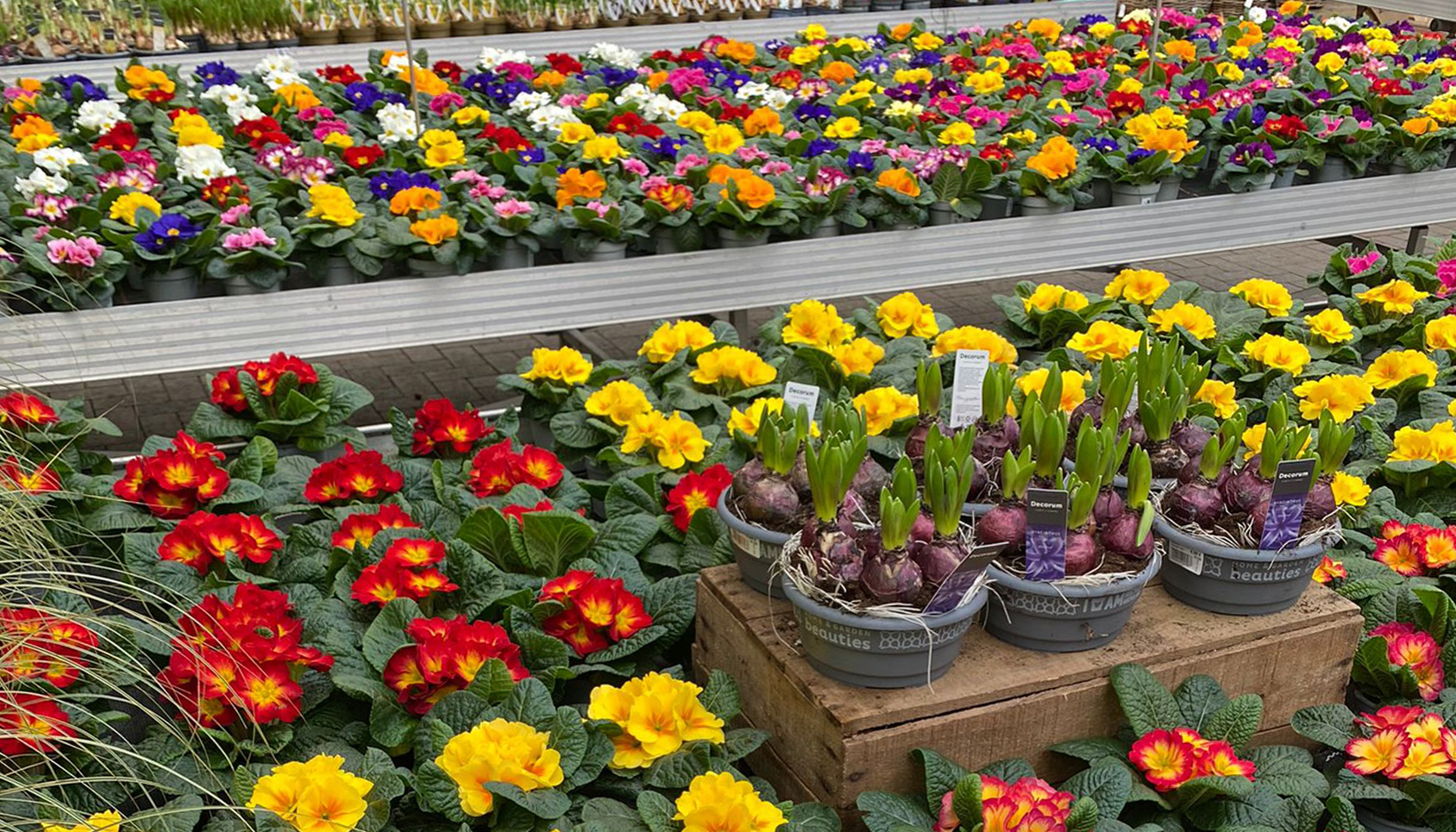 Beet & Balkonpflanzen Gartencenter Köln nahe Dormagen und Pulheim