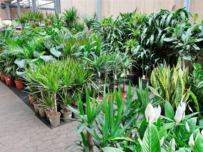 Zimmerpflanzen im Gartencenter Kln nahe Dormagen