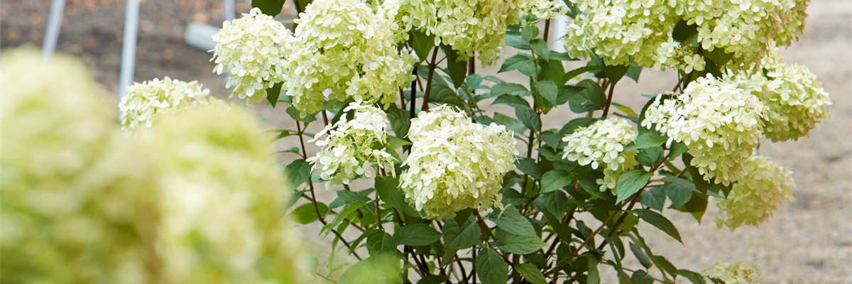 AUSZEIT IM GARTEN!