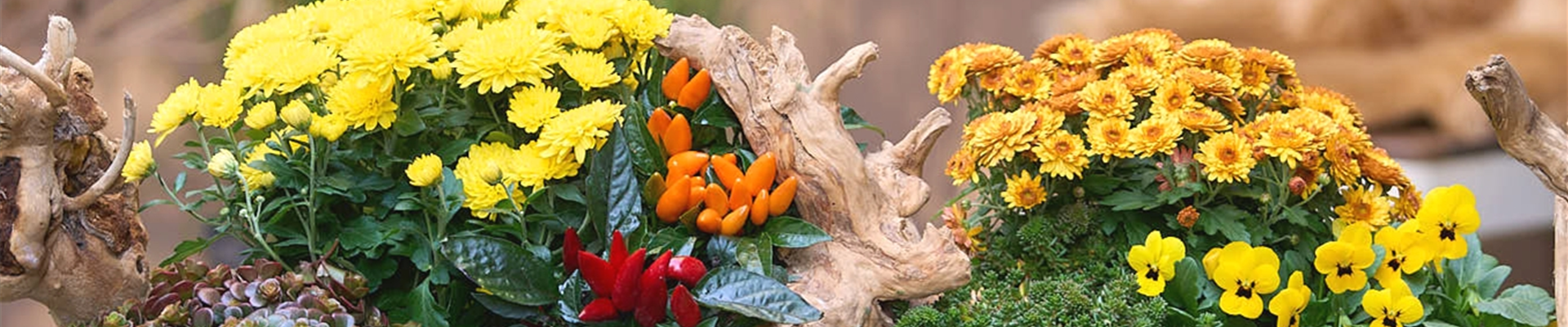 BLüTEN FüR DEN HERBSTBALKON!